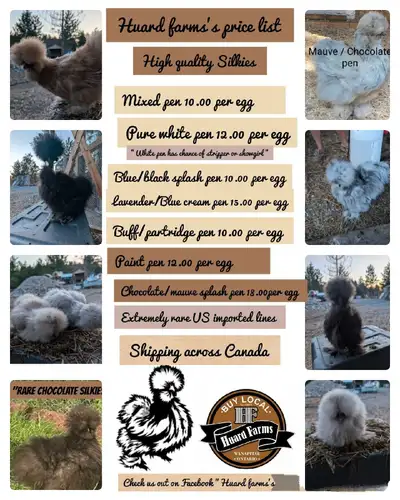 Rare silkie's & endangered chickens hatching eggs, View more