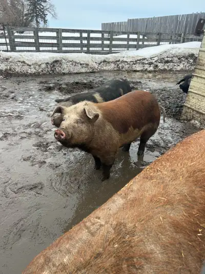 Purebred Hereford guilt has been with a boar since mid February should be bred is a really nice guil...