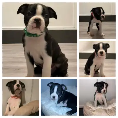 Boston Terrier Puppies **Healthy & Well socialized**, View more