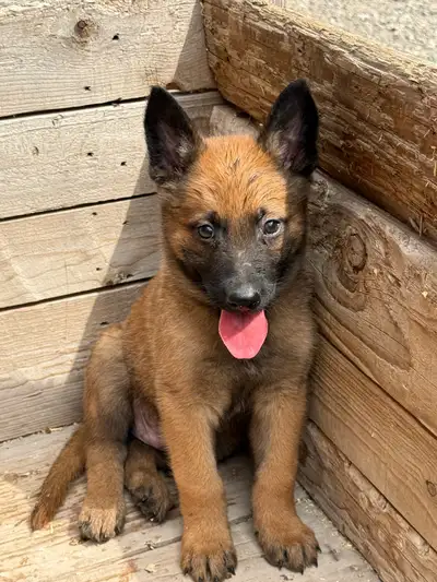 Belgian malinois puppies , View more