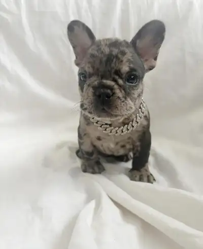 Beautiful litter of french bulldogs AKC registered, View more