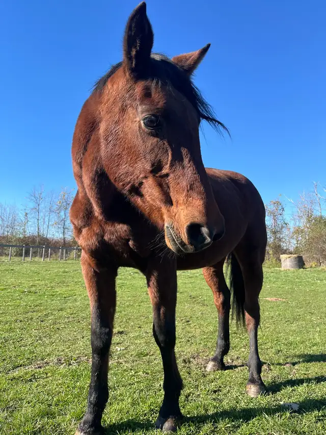 Trail Horses for Sale in Horses & Ponies for Rehoming in St. Catharines - Image 3