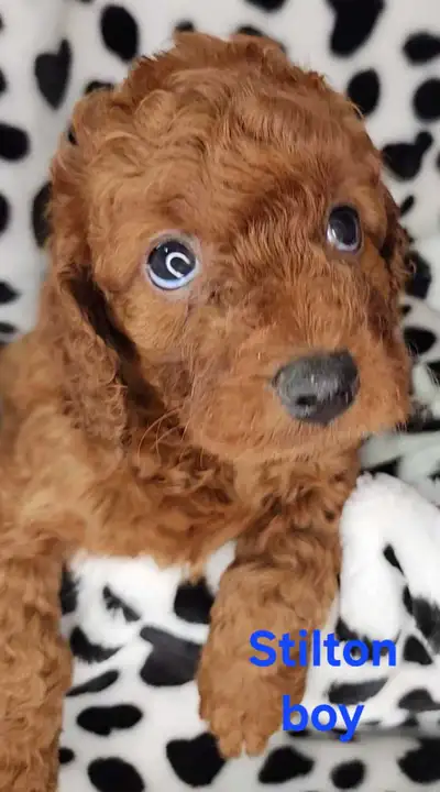 Stunning Unique Mini Irishdoodle only one boy left, View more