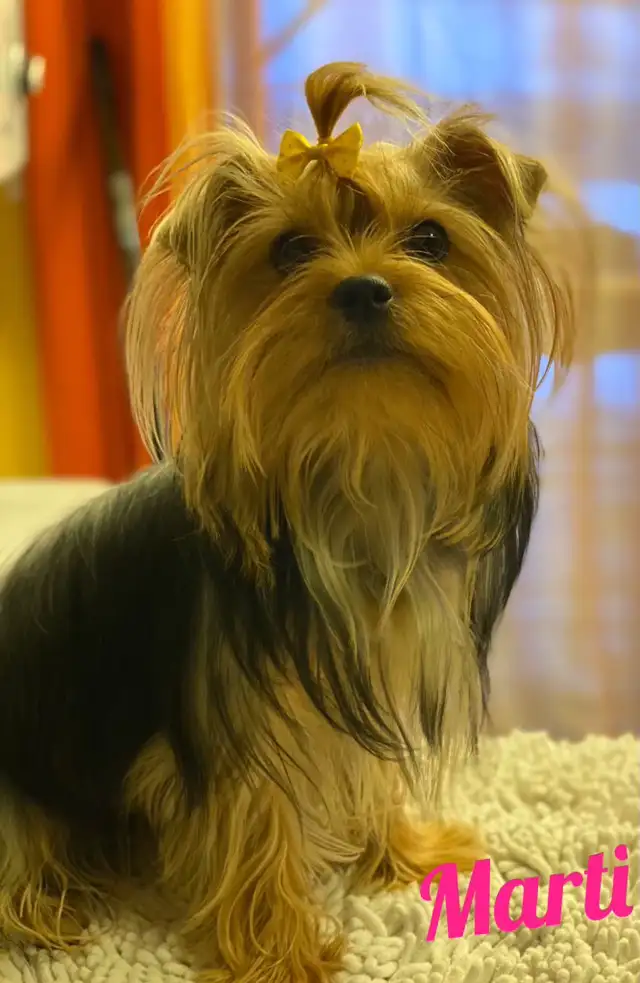 Yorkie puppies in Dogs & Puppies for Rehoming in Fredericton - Image 9