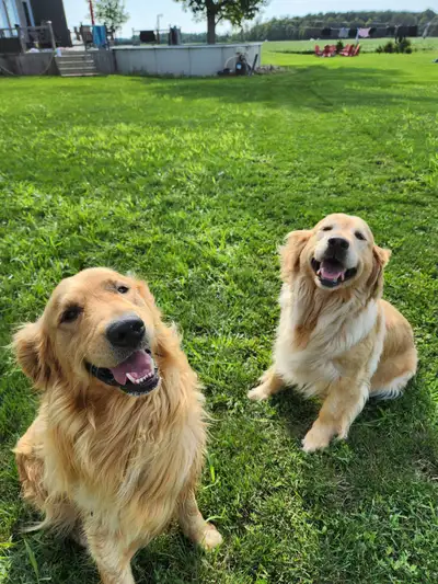 We have 4 beautiful golden retriever puppies left from a litter of 11! All 4 are females. They have...