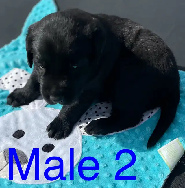 ❤️lab puppy’s❤️ in Dogs & Puppies for Rehoming in Strathcona County - Image 3