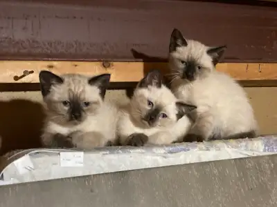 Siamese Kittens, View more