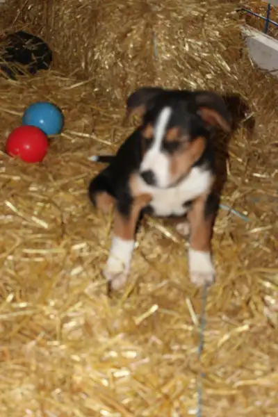 Border Collie/Australian Shepherd/Golden Retriever Puppies, View more