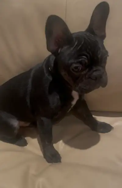 French Bulldog For Sale, View more