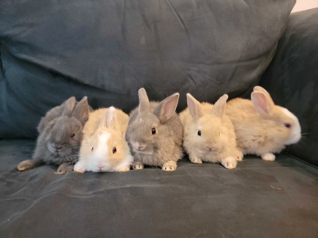 1.5m white / beige baby bunny rabbit bunnies rabbits pet in Small Animals for Rehoming in City of Toronto - Image 3