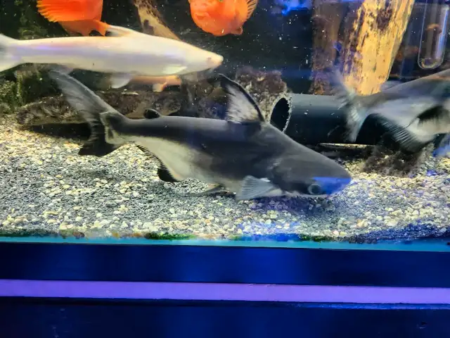 Two nice Paroon Sharks in Fish for Rehoming in Mississauga / Peel Region - Image 10