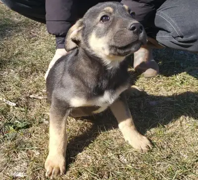 German Shepherd / Mastiff mix puppies for sale. These puppies are healthy, energetic, and incredibly...