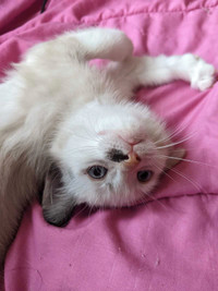 Beautiful Siamese Kitten 