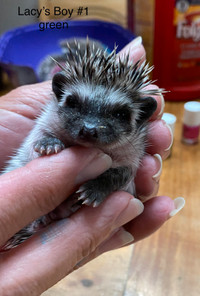 Only 3 baby hedgehogs left!!!!