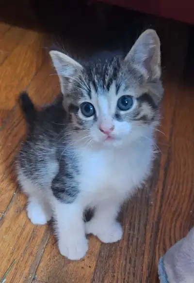 kittens looking for home, View more