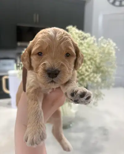 Mini Golden Doodles, View more