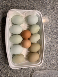 Rooster and fertilized eggs for sale