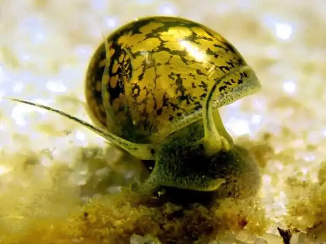 FREE Bladder Snails in Fish for Rehoming in Napanee - Image 2