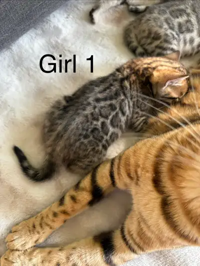 Purebred Bengal Kittens, View more