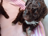 puppies for sale, truffle puppies, lagotto romagnolo