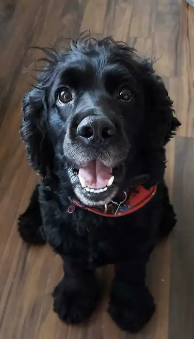 Je cherche un logement 4 demi Avec animaux jer deux chien d'assistance certifié bonne référence dans...