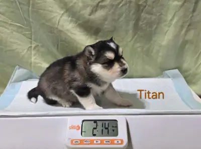 F3 Pomsky Puppies, View more