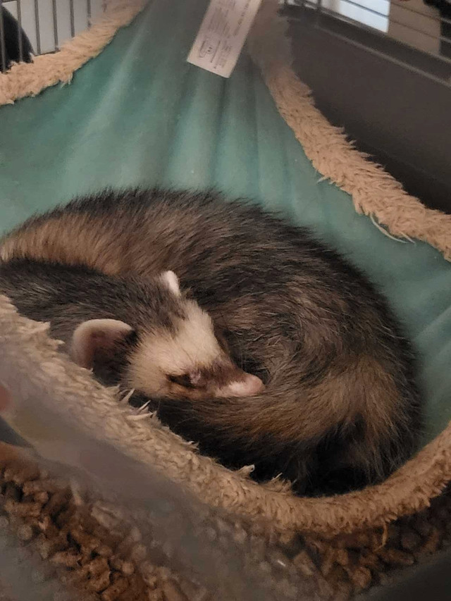 Senior Ferret and Cat need temporary care in Cats & Kittens for Rehoming in Saint John - Image 3