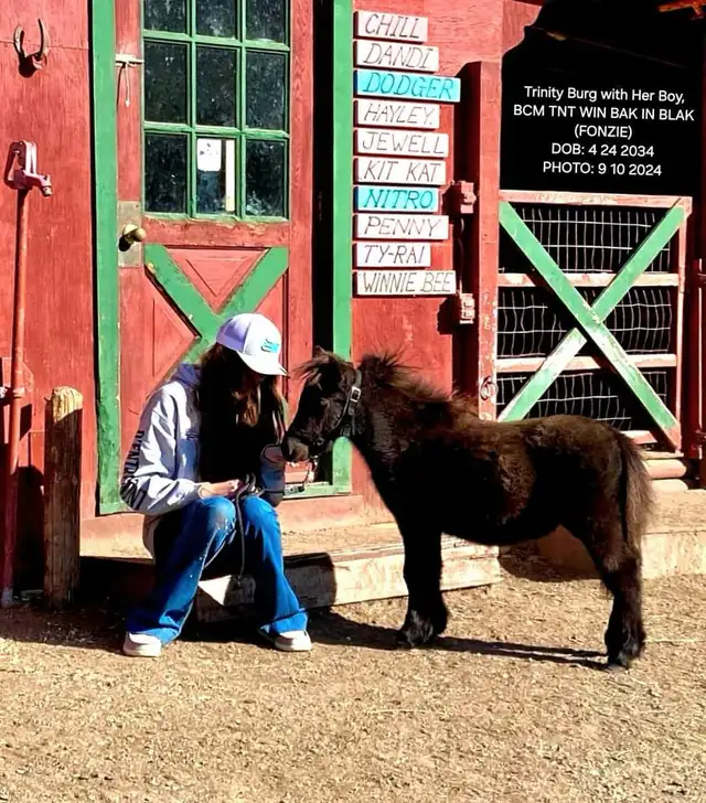 Horse Training Services in Equestrian & Livestock Accessories in Vanderhoof - Image 4