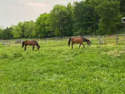 I have three well-behaved horses. I want to sell all together to one person. These horses have not b...