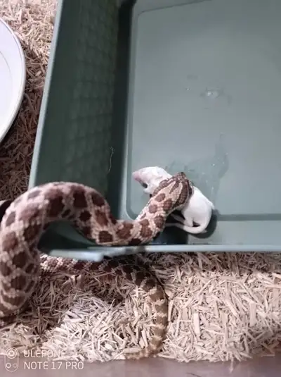 2022  0.1 Western Hognose,Het 60%lavendar50%het Albino, View more