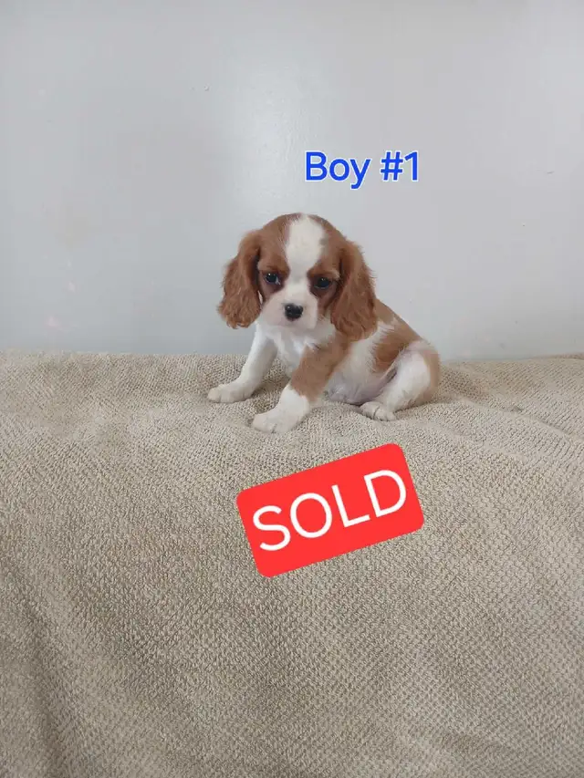 King Charles Cavaliers in Dogs & Puppies for Rehoming in Owen Sound - Image 5