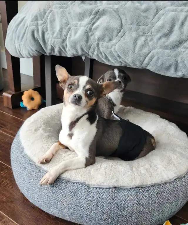 ❤️Applehead Chihuahua puppies- last one! ❤️ in Dogs & Puppies for Rehoming in Edmonton - Image 11