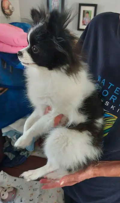Superbe petit mâle pomeranien à vendre, View more