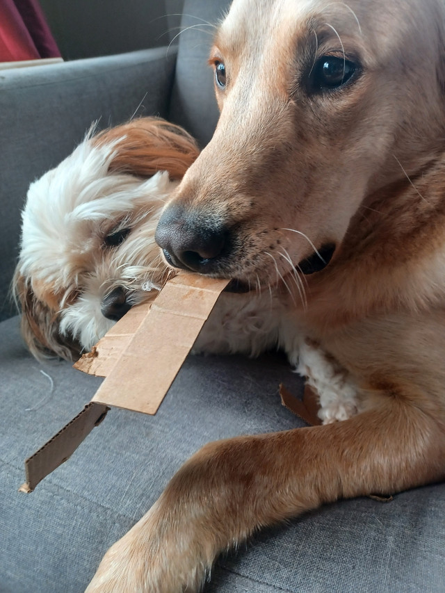 Simba (2yrs old Golden Lab) Dogs & Puppies for Rehoming St