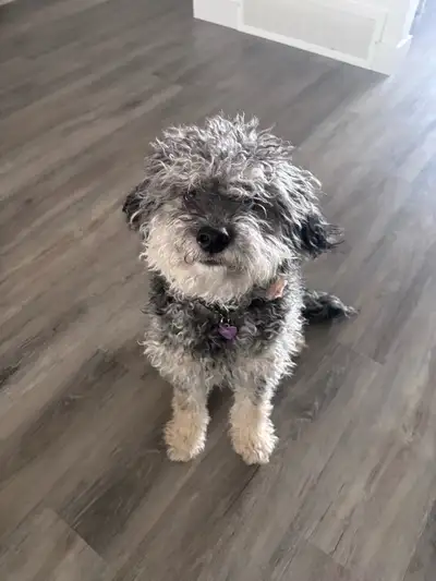 16 month old Mini Aussie Doodle for new home, View more