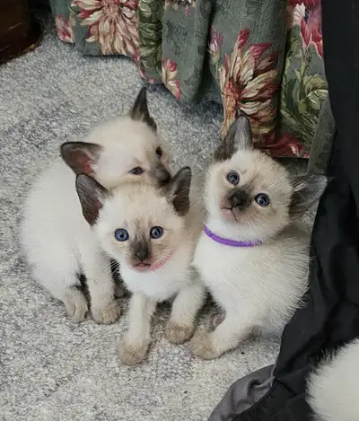 Bébé chatons Siamois race pur née le 18 février, prévu pour leur famille permanente le 18 avril. 1 m...