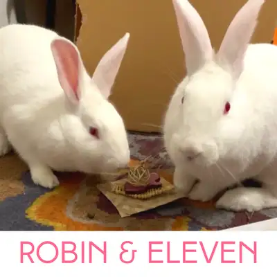 Robin & Eleven - Spayed Pair
