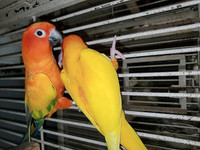 Proven pairs of SUN CONURES (NOT TAME)