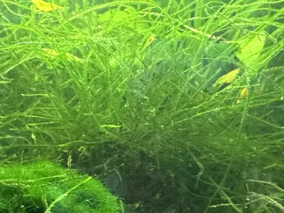 Java Moss batches , View more