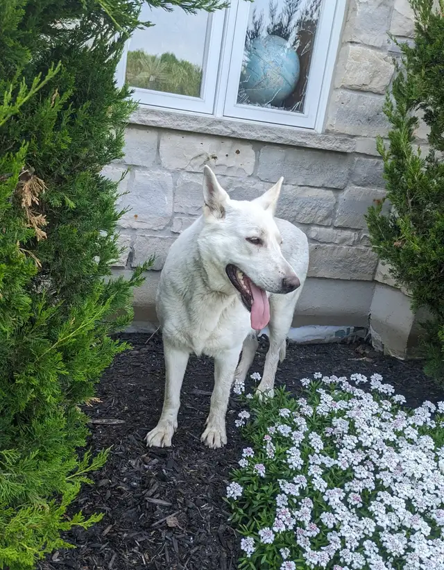 5 Czech Line CKC Registered Working Line German Shepherd in Dogs & Puppies for Rehoming in Owen Sound - Image 11