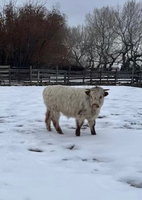 Bull Highland/Texas longhorn in Livestock in Calgary - Image 3