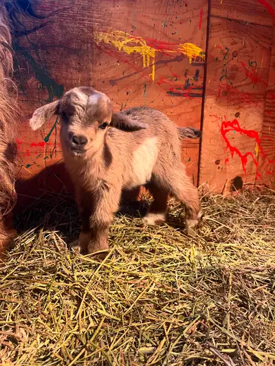 I have 4 miniature silky fainting goat kids for sale. 2 males and 2 females. They are all very playf...