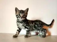 Bengal Kittens