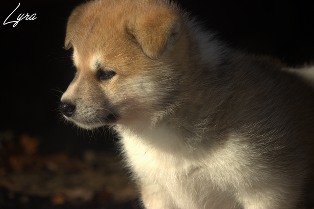 Chiots Samkita Inu puppies in Dogs & Puppies for Rehoming in Drummondville - Image 7