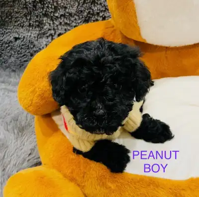 Toy Maltipoo Puppies, View more