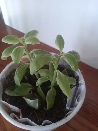 Potted Plant, View more