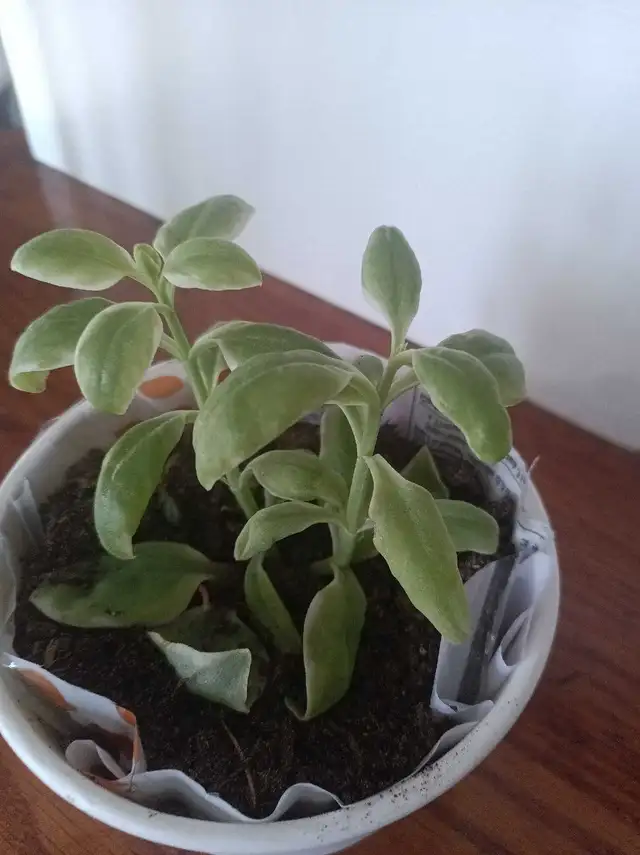 Potted Plant in Plants, Fertilizer & Soil in City of Toronto - Image 2