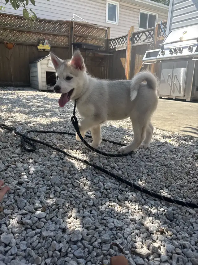 1 Siberian Husky Puppy Left!! LAST ONE!!!!! in Dogs & Puppies for Rehoming in Edmonton - Image 4