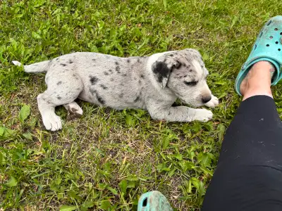 Great Dane Cross puppies looking for new homes, View more