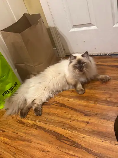 Chocolate point ragdoll for adoption, View more